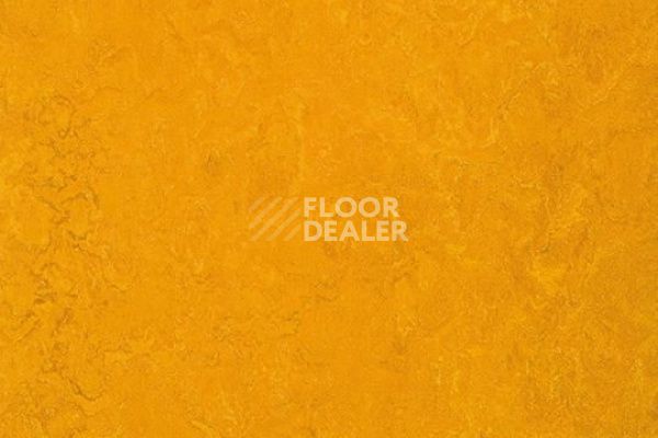 Линолеум Marmoleum Decibel on Order 312535 golden sunset фото 1 | FLOORDEALER